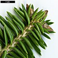 SpeciesSub: subsp. yulongxueshanensis